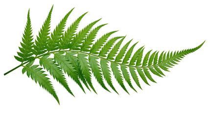 Vibrant green fern frond with delicate serrated leaves, isolated on transparent background © AnaMaria