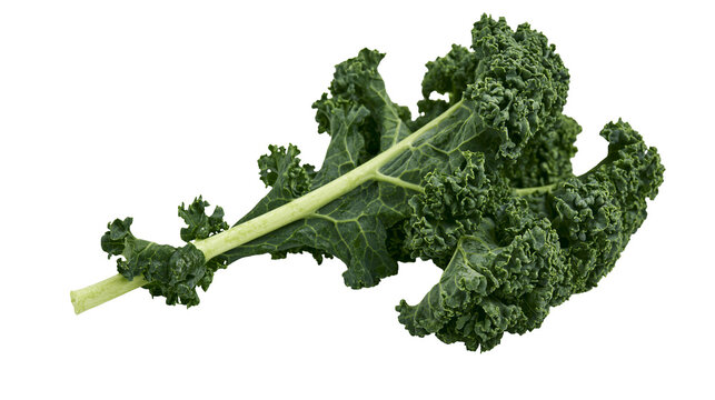Dark green curly kale leaf with thick stem, isolated on transparent background