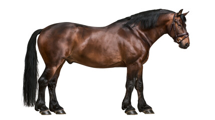 Majestic brown horse with black mane and tail wearing a bridle, isolated on transparent background © AnaMaria