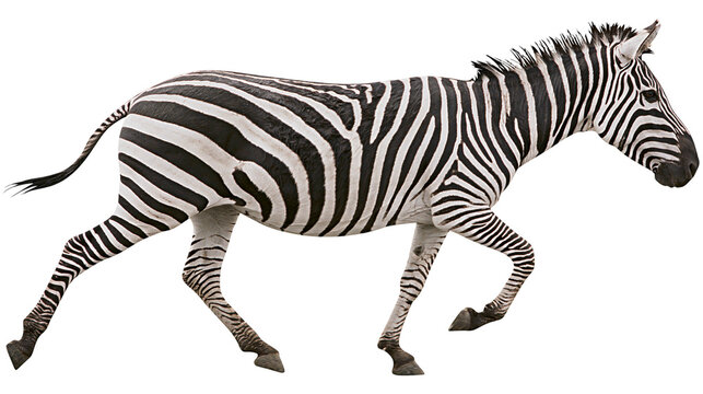 Striped zebra running with dynamic motion, isolated on transparent background