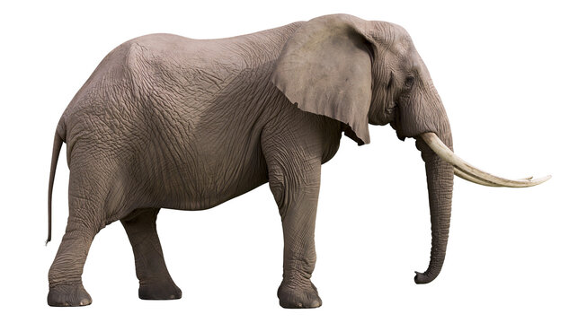 Majestic African elephant with long tusks, isolated on transparent background