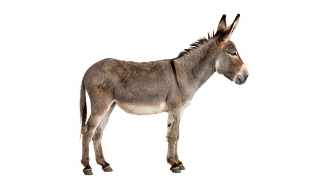 Live domestic brown donkey farm livestock mammal isolated on a transparent background