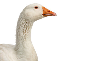 Live domestic white goose waterfowl poultry bird profile isolated on a transparent background © Boris