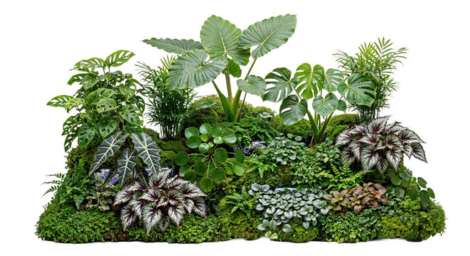 Tropical garden  on a transparent background
