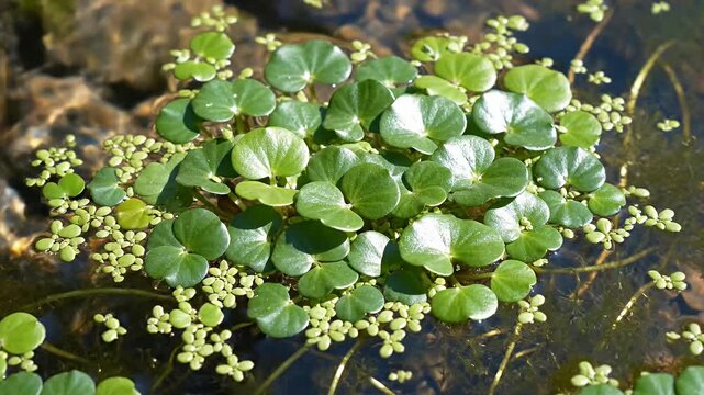 Cluster of tiny green duckweed plants floating on water.