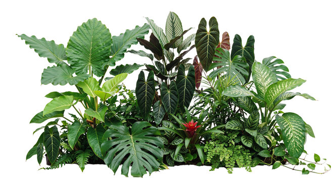 Tropical garden  on a transparent background