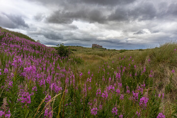 Fototapeta premium Bamburgh Castle beyond dune grassland with rosebay willowherb blooming in foreground under moody sky
