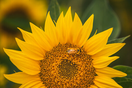 sunflower and bee