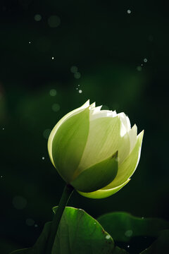 white water lily