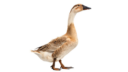 Domestic brown goose standing looking forward waterfowl bird isolated on transparent background © Arina