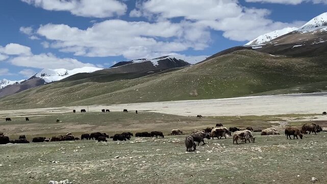 herd of yalks