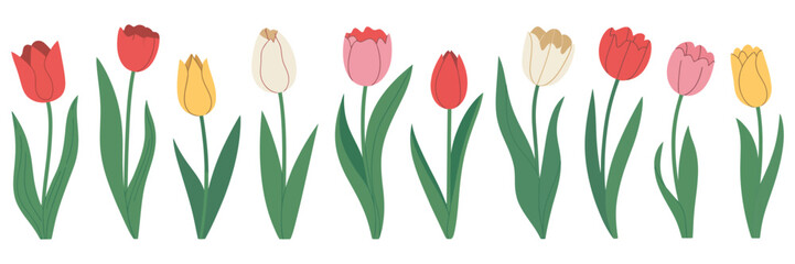 set of spring flowers tulips, multicolored tulip collection, simple hand drawn doodle style vector illustration, isolated floral elements, botanical decoration, spring season greeting card design. © Rose