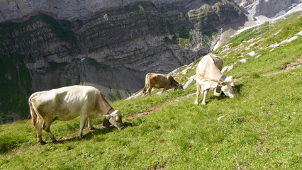 Cows on gras © Joel