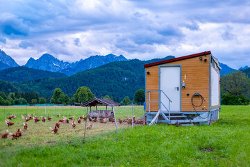 mobile chicken coop wheels solar panels roof, Free range hens natural sustainable farming practices, animal freedom green pasture, electric fence, free range eggs, organic agriculture, rural landscape © kittyfly