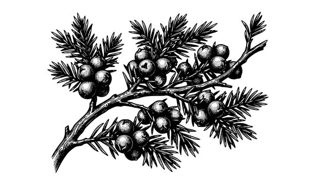 Vintage Engraving Style Juniper Berries and Leaves Botanical Vector Illustration Isolated on White Background