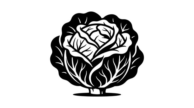 Stylized black and white illustration of a fresh cabbage head.