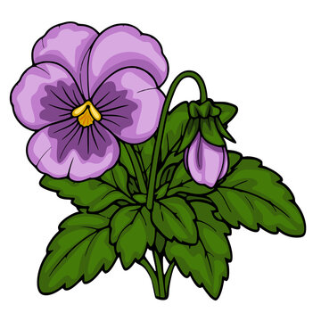 Purple pansy flower with green leaves and bud isolated vector illustration