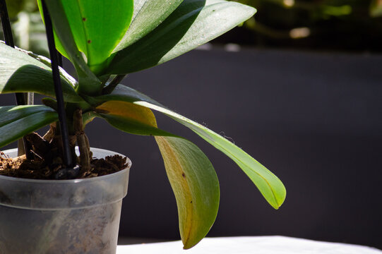 A moth orchid plant sits in a clear plastic pot, showcasing green foliage with lower leaves turning yellow. This indicates signs of overwatering, natural aging, or nutritional stress.