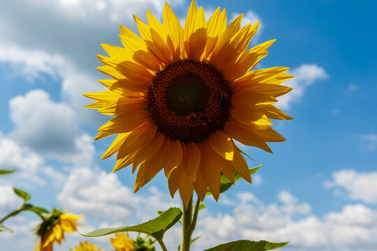 Telephoto ofa sunflower in a field in the French Provence, near the town of Montagnac.
