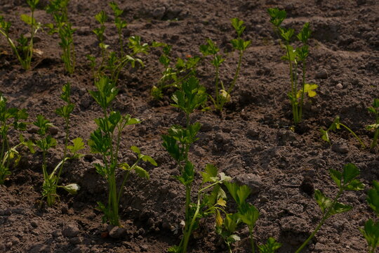 Young Green Seedlings Emerging from Dark Dry Soil Representing New Life and Agricultural Growth in Spring Season for Concept of Beginning