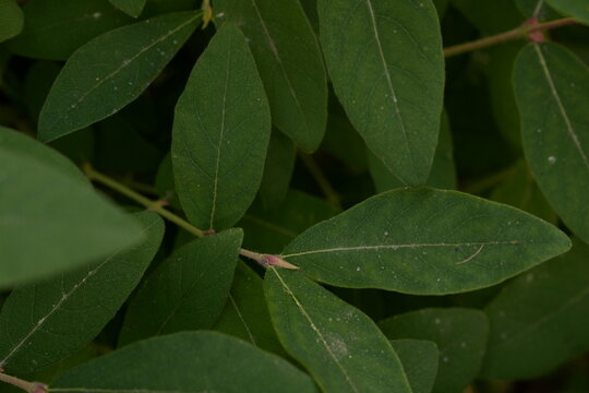 Close Up Macro of Lush Dark Green Leaves with Visible Veins and Tiny Buds Detailed Organic Foliage Growth in Soft Focus Background