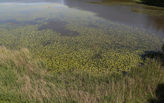 Aerial View of Lush Green Lily Pads Covering a Dense Overgrown Pond Surface with a Grassy Bank and Murky Water Creating a Serene Wetland Habitat