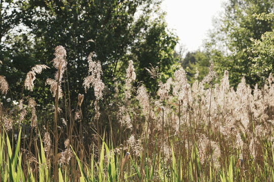 Tall Dried Reeds with Feathery Tops Swaying in Soft Sunlight Over Green Meadow Background Serene Nature