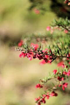 Isolated close-up of Grevillea lavandulacea 'Chetwynd' flowers and foliage on stem