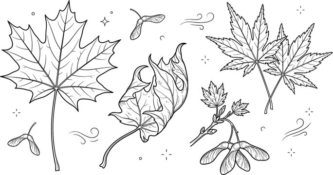 Maple leaves line art vector set with autumn foliage elements hand drawn botanical illustration isolated on white background