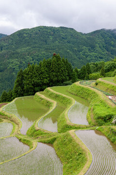 西ヶ岡の棚田