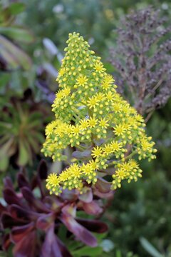 Close up of Purple Aeonium (Aeonium arboreum) flowers, South Australia