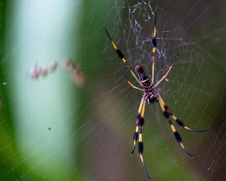 Florida banana spider