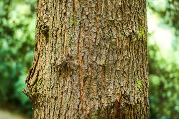 Fototapeta premium Tree bark surface with natural wood grain