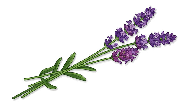 A vector illustration recreation displays a bunch of lavender with green stems and leaves on a plain background.