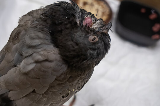 Sick feral pigeon inside a cardboard box rescue care close up view, injured pigeon with paramyxovirus virus symptoms showing twisted neck pathology, wildlife rehabilitation concept