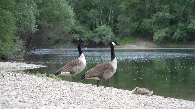 Canada geese with goslings on the shore of a lake.
