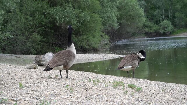 Canada geese with goslings on the shore of a lake.
