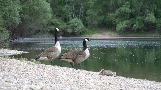 Canada geese with goslings on the shore of a lake.
