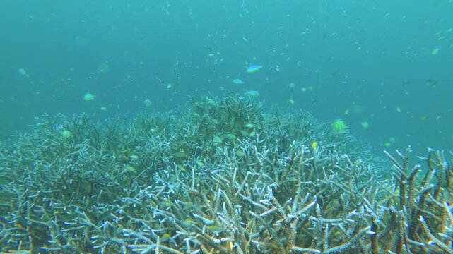  underwater view of blue lavender finger branching Staghorn corals covered by Coralline algae with particle flowing in the water with crowd of scissortail sergeant fishes at Siete Pecados Marine Park 