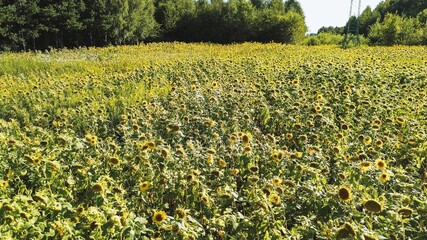 Obraz premium Sunflowers standing tall in a vast green field in full bloom