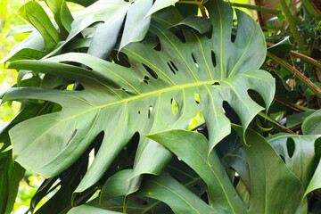 Close-up of a large Monstera leaf showcasing its iconic split foliage and vibrant green color. © cholifah