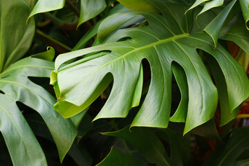 Close-up of a large Monstera leaf showcasing its iconic split foliage and vibrant green color. © cholifah