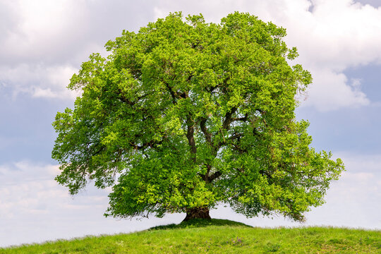 Eine gro&szlig;e alte Linde steht allein auf einem H&uuml;gel im Fr&uuml;hling