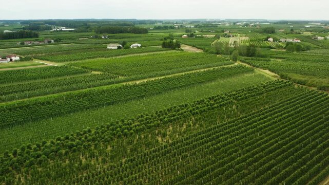 Green fruit tree plantation grows in long straight lines on a large farm. Cultivated agricultural fields surround small village houses and rural roads under a summer sky.