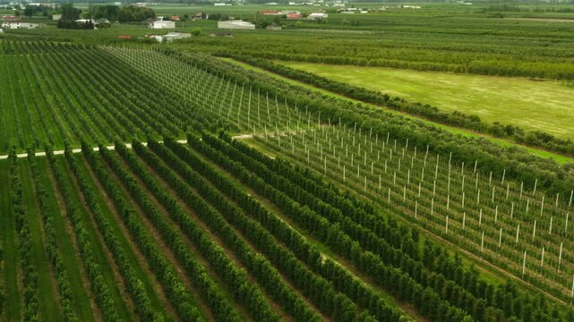 Agricultural fruit plantation grows in geometric rows on a large farm. Long lines of cultivated trees stand in straight patterns near open green fields during a bright summer day.