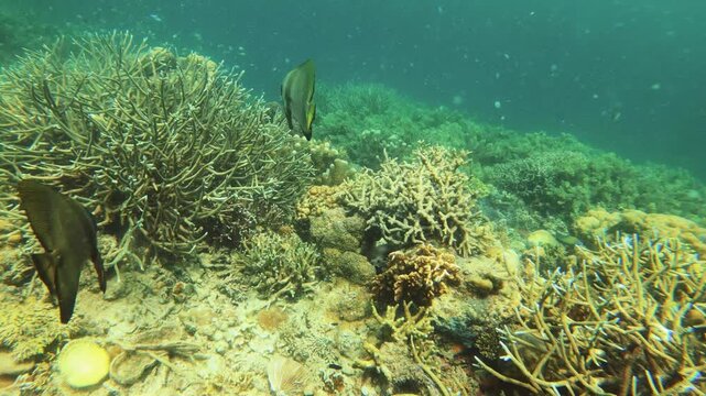 underwater view of blue lavender finger branching Staghorn corals covered by Coralline algae with particle flowing in the water with close up view of Teira batfishs and crowd of scissortail sergeant f