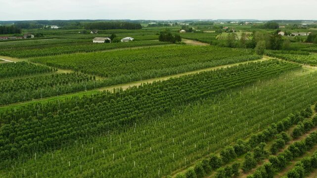 Cultivated green fruit trees grow in rows on a massive commercial plantation. Organized farming sectors surround small rural properties and storage buildings during a overcast summer day.