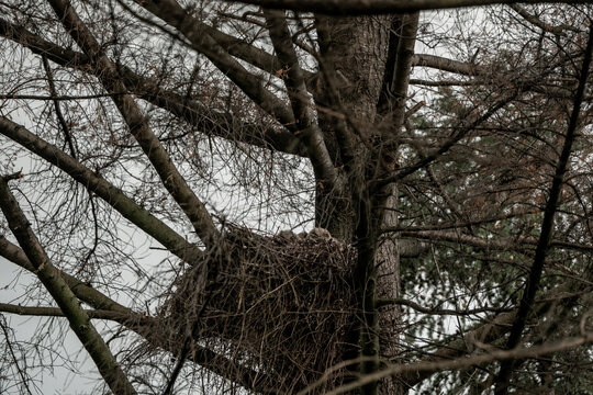 Large stick bird nest perched high in bare winter tree branches against an overcast sky