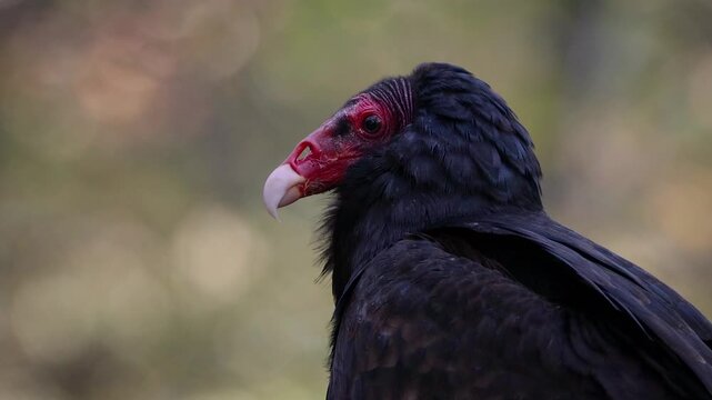 Turkey Vulture - Close Up, Ireland
