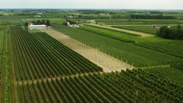 Fruit tree plantation with trellis support system grows on a large farm. Long geometric lines of green cultivated plants stand near a storage warehouse during a bright summer day.